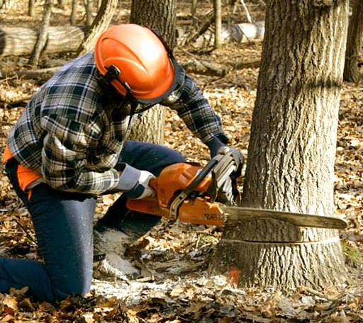Tree Removal in Forreston, IL